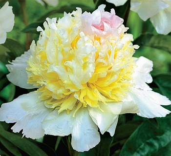 Пион травянистый Топ Брасс