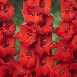 Гладиолус крупноцветковый Бонфайр