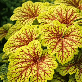 Гейхера Electra