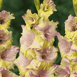 Гладиолус Mon Amour