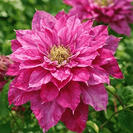 Клематис Akafuji