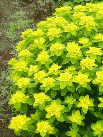 Молочай многоцветковый