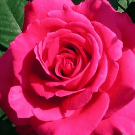 Роза чайно-гибридная Shakira