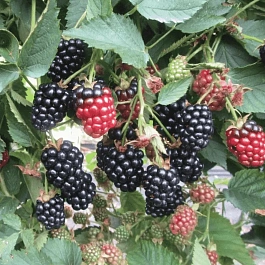 Ежевика садовая  Gaj