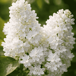 Сирень обыкновенная Жанна Д'Арк