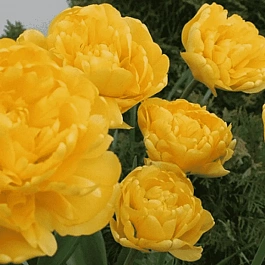 Тюльпан Махровый Monte Peony