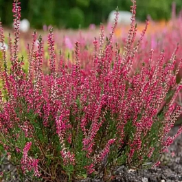 Вереск обыкновенный Selma