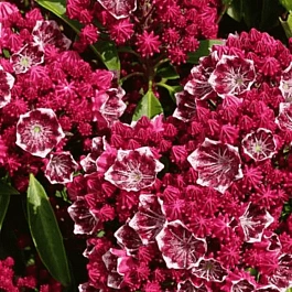 Кальмия широколистная Kaleidoscope