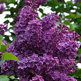 Сирень обыкновенная Сумерки Сирень обыкновенная Сумерки