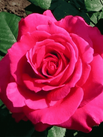 Роза чайно-гибридная Shakira