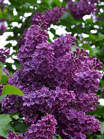 Сирень обыкновенная Сумерки