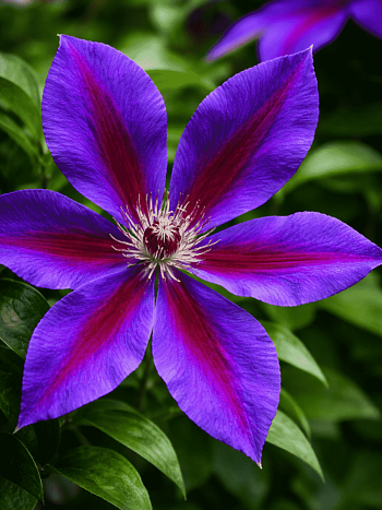 Клематис Wildfire