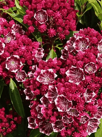 Кальмия широколистная Kaleidoscope