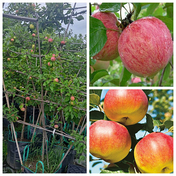 Яблоня пальметта на шпалере 5 лет+ Коричное полосатое-Яблочный спас