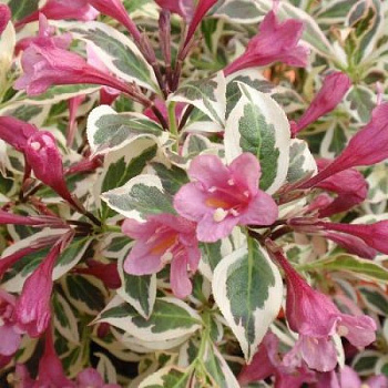 Вейгела цветущая Вервайг Вейгела цветущая Вервайг