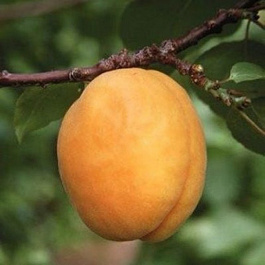 Абрикос обыкновенный Погремок