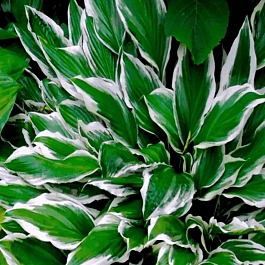 Хоста Albomarginata
