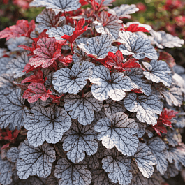 Гейхера Silver scrolls