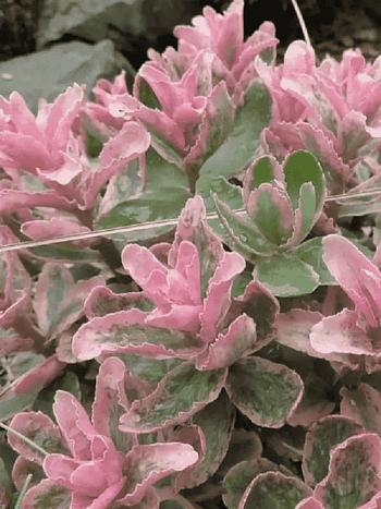 Очиток Pinky
