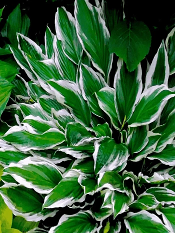 Хоста Albomarginata