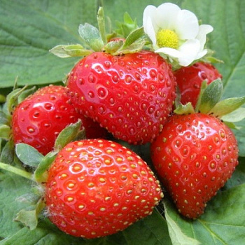 Земляника садовая Свит Эви Земляника садовая Свит Эви