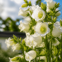 Колокольчик средний Campana Deep White