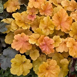 Гейхера Christa