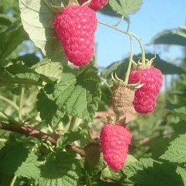 Малина обыкновенная Радзиева