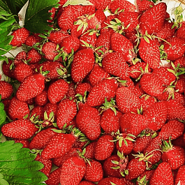 Земляника лесная Регина
