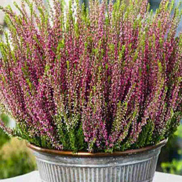 Вереск обыкновенный Lilli