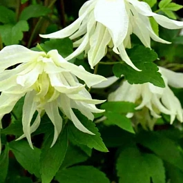 Клематис Lemon Beauty