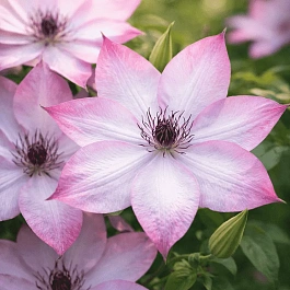 Клематис Utopia