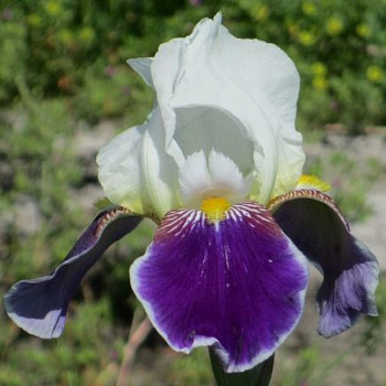 Ирис бородатый Вабаш