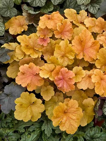 Гейхера Christa