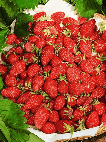 Земляника лесная Регина