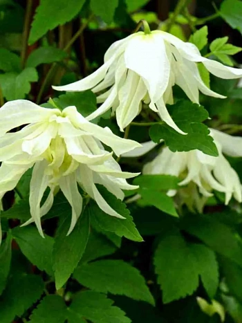 Клематис Lemon Beauty