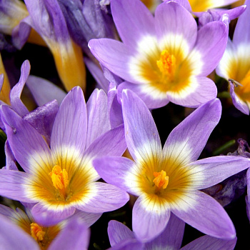 Крокус Зибера Триколор