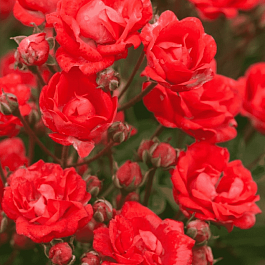 Роза штамбовая Baby Baccara