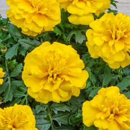 Бархатцы отклоненные Чика Голд