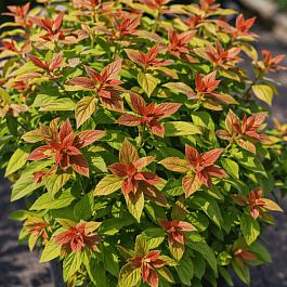 Спирея японская Green and Gold