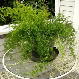 Аспарагус (Спаржа) Гейнлим