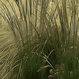 Молиния голубая Overdam