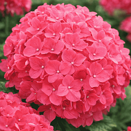 Гортензия крупнолистная Forever and ever Red