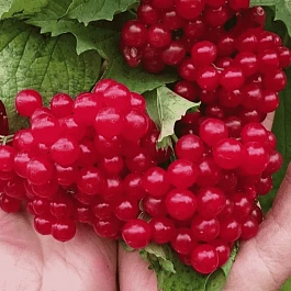 Калина съедобная Красная гроздь