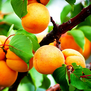 Абрикос обыкновенный Успех Абрикос обыкновенный Успех