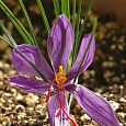 Крокус Ботанический Sativus Saffron