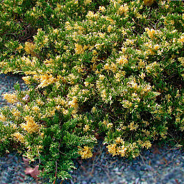 Можжевельник даурский Экспанза Варигата