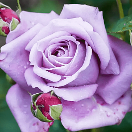 Роза Чайно-гибридная Mainzer Fastnacht