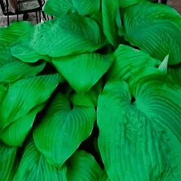 Хоста Jurassic Park