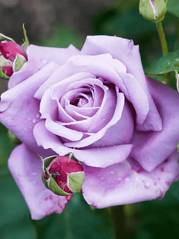 Роза Чайно-гибридная Mainzer Fastnacht